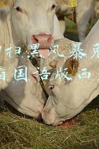 2021扫黑风暴免费观看国语版西瓜全剧终(《扫黑风暴》结局，贴心感受普通人的生活如何被保障，不被打扰)