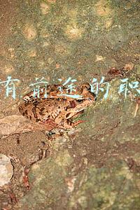 未来最有前途的职业(这门职业将会成为最有前途的职业，填报高考志愿千万别放过)
