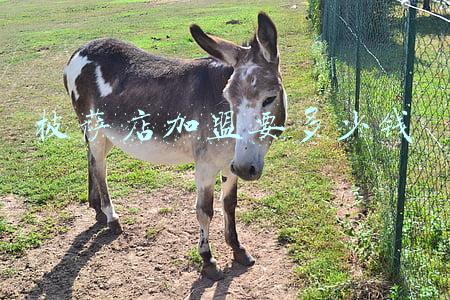 披萨加盟多少钱(牛男手造披萨加盟多少钱)
