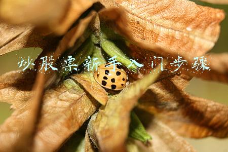 炒股票新手入门步骤炒股网站(新股民必备！18个入门知识点你知道多少？)