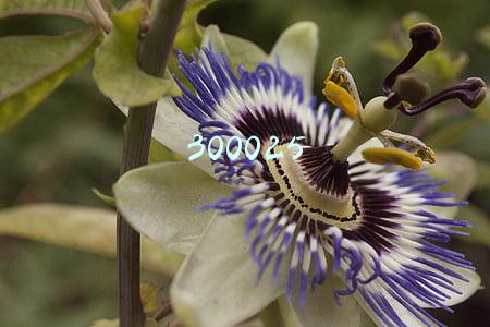 300025