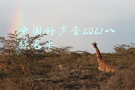 中国好声音2021八强名单