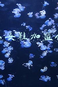 大东女鞋加盟电话(营收暴跌95%，五年关店6000家，一代“鞋王”终落幕)