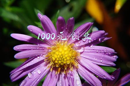 1000元创业