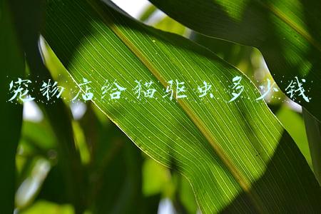 宠物医院给猫驱虫多少钱 宠物医院驱虫给猫驱虫一次多少钱