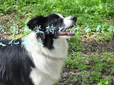 我国要要坚持以什么引领文化建设(实现物质文明和精神文明相协调的“高度的文明”)