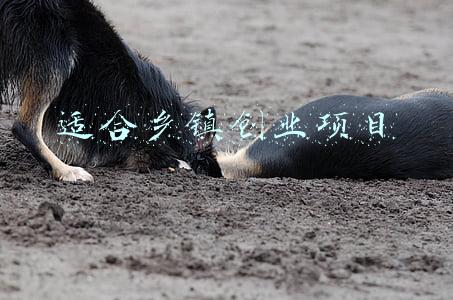 适合乡镇创业项目