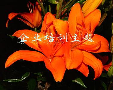 企业培训主题