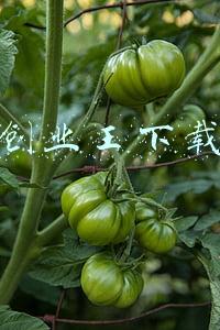 王牌创业家官网下载(播出12天连拿11个冠军，这部剧凭什么能让人民日报专门撰文表扬？)