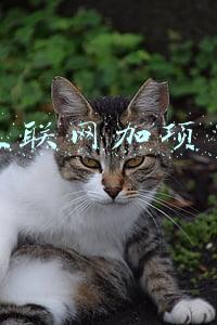 互联网加项目申报书(一图读懂 | 2022年国家省市工业互联网和数据产业类重点项目申报参考)