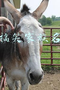 搞笑家族名
