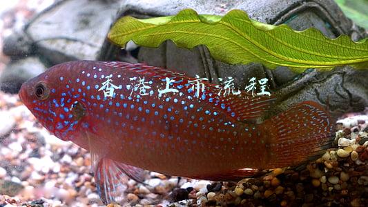 香港上市流程