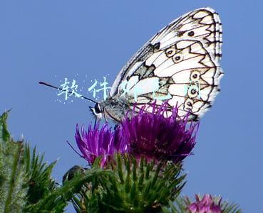 软件外包网