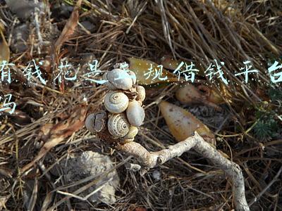 有钱花是正规借钱平台吗