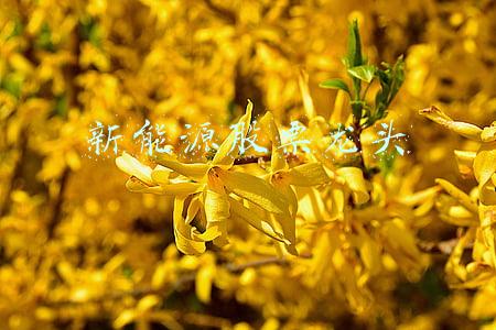 新能源股票龙头