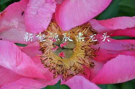 新能源股票龙头