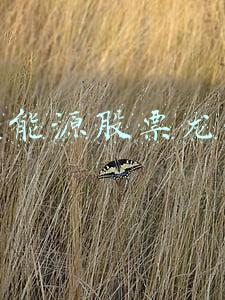 新能源股票龙头