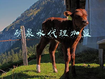 泉阳泉矿泉水代理加盟(禁伐三年“自救”乏力 吉林森工“母子”陷生存困局)