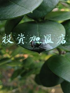 投资加盟店排行榜(“小店”跑出大连锁，中餐多品类爆发！2021中国餐饮加盟榜TOP100发布)