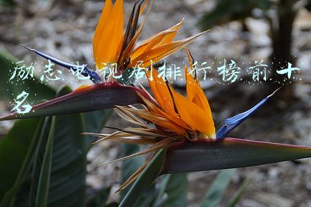 青少年励志电视剧排行榜前十名(十部青少年必看的正能量国产电视剧)