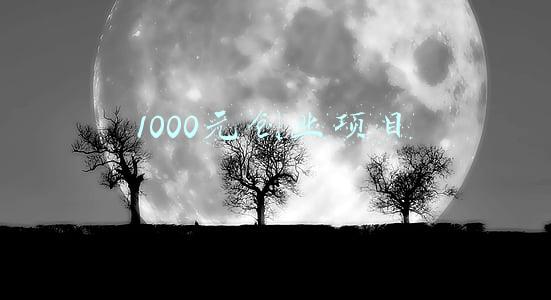 1000元创业项目必看(我的创业梦今年自媒体目标1000元盆景销售目标80000)