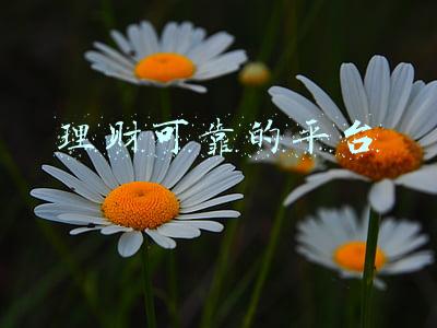 理财可靠的平台