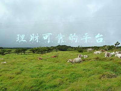 理财可靠的平台