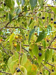 江西广丰县有没有浪漫餐厅(100道江西佳肴！吃过这些你才算正宗的江西老表)