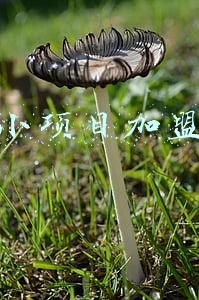 招商加盟项目(2022年优质互联网加盟项目推荐)