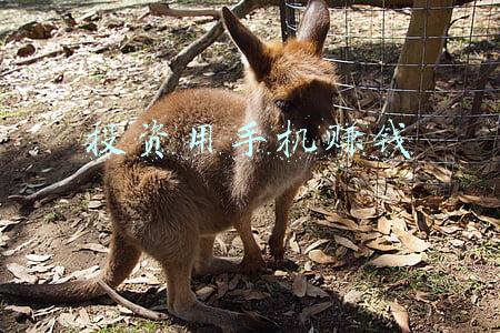 手机最靠谱的挣钱方法不用投资免费(今日头条7大赚钱方式，有手机就能做，看看哪个适合你)