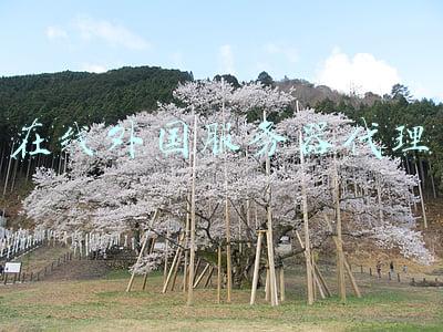 外网代理服务器(iptables应用---公网NAT及反向代理)