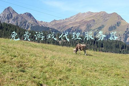 免费游戏代理服务器