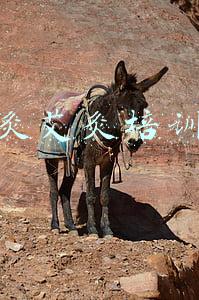 艾灸悬灸架(精神内守是一味大药，建议与艾灸一起「服用」)