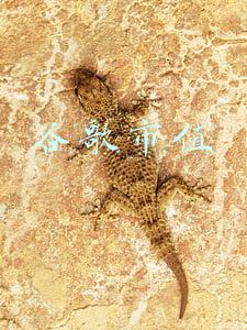 谷歌市值排名(谷歌母公司 Alphabet 总市值重新站上 2 万亿美元：开盘暴涨 10%)