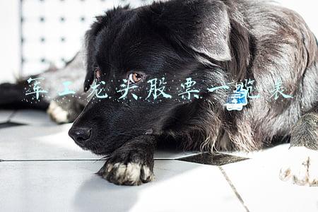 军工龙头股票一览表