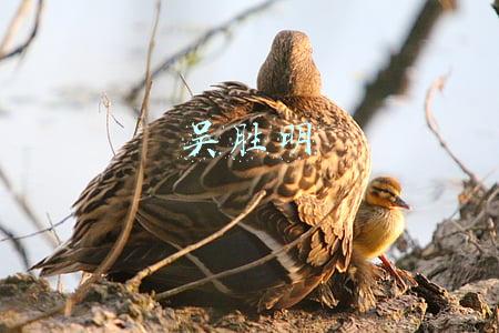 吴胜明