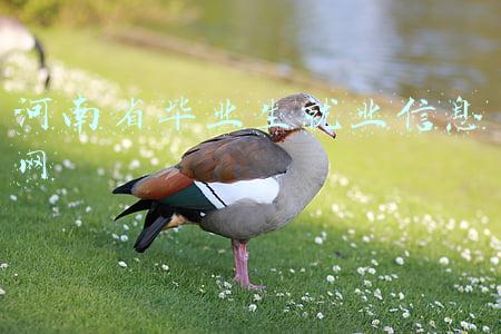 河南省毕业生就业信息网学历认证(河南省2022年省直机关公开遴选公务员报考指南)