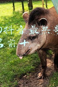 2020抖音最热歌曲排名前十