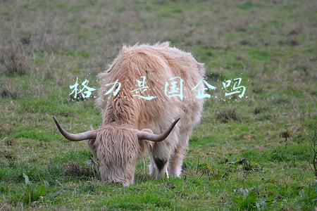 格力是国企吗