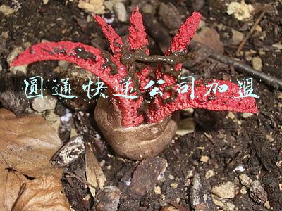 圆通快递公司加盟费大概多少(中通、申通、圆通上涨派费，快递员收入高了，消费者需求却没解决)