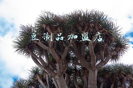 豆制品加盟店有哪些(龙山水豆腐加盟，传统风味又健康)