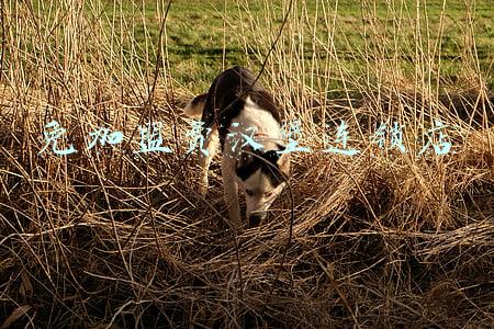 免加盟费汉堡连锁店