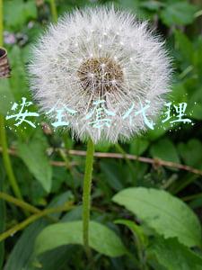安全套代理公司的年收入(疫情期间，避孕套销售额暴跌，猜猜为什么？)