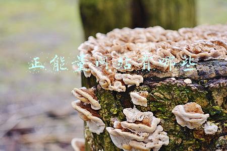 正能量网站有哪些