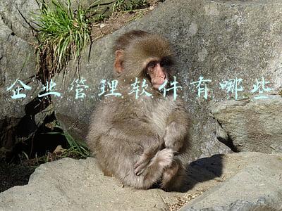 企业管理软件排名(中小型企业财务软件如何选择？中国十大财务软件排名)