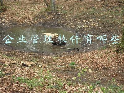 企业管理软件有哪些