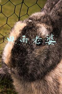 田雨老婆王玥是谁(与汤唯同居3年的田雨，为何终选王玥？背后之因揭开爱恋之秘)