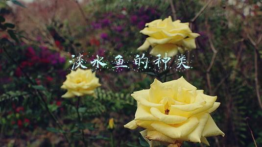 淡水鱼的种类