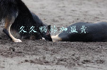 久久鸭脖加盟费多少(锅圈食汇通过卤味努力“破圈”)