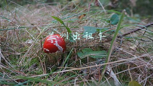 兰州出租车上岗证报名地点(兰州市面向社会公开招聘巡游出租汽车驾驶员626人)